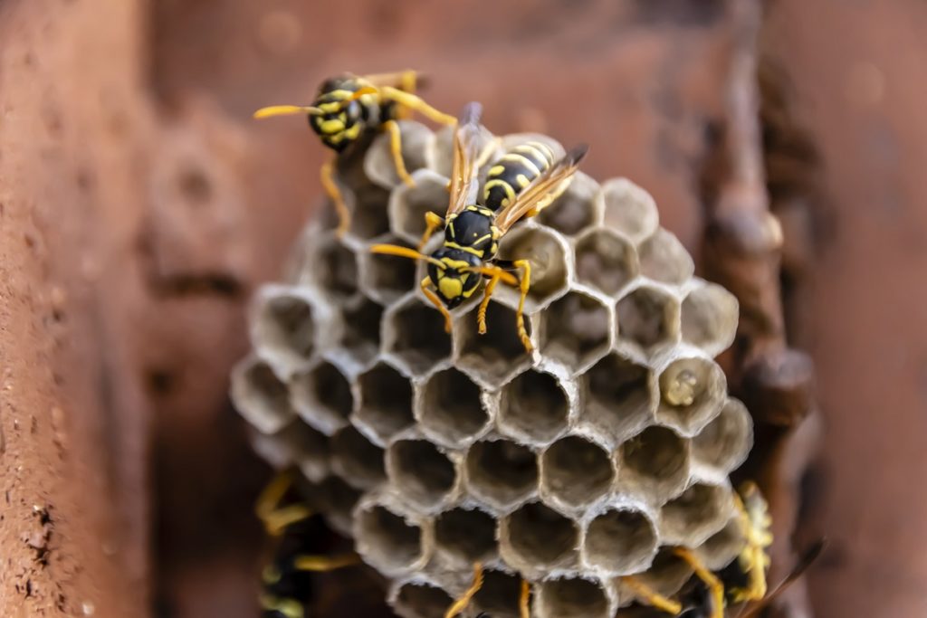 Learn-From-The-Bee-And-Wasp-Removal-Experts-About-The-Types-Of-Wasps-That-Build-Underground