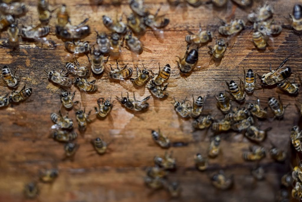 Bees-on-the-Inside-Here-are-tips-on-how-to-get-them-out