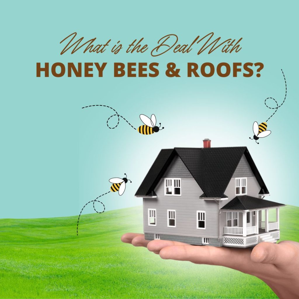 Bee-and-wasp-removal-experts-reveal-the-signs-that-honey-bees-have-infested-your-walls-or-roofs